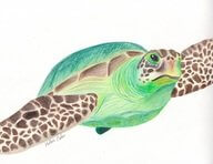 Sea Turtle